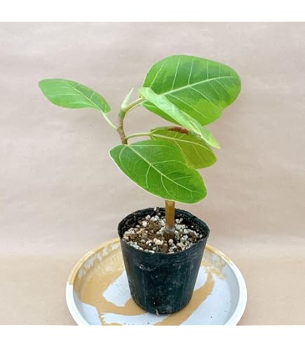 Amazon｜観葉植物 フィカス アルテシマ苗 斑入り 4｜観葉植物